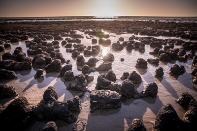 Stromatolites.