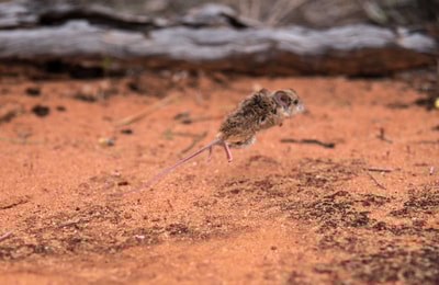 Spinifex Hopping Mouse.