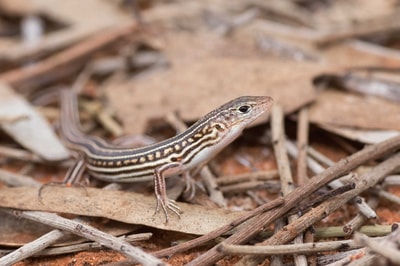 Hamelin Skink.
