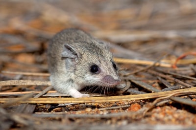 Little Long tailed Dunnart at Hamline Reserve.