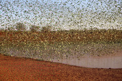 Budgerigar swarm.