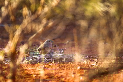 A Western Grasswren in natural habitat.