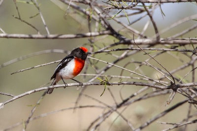 Red-capped Robin on Hamelin Station. Photo Aline Gibson Vega