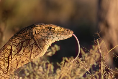 Perentie (our largest goanna) with tongue sticking out.