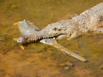 Freshwater Crocodile with a Swordfish in its mouth.