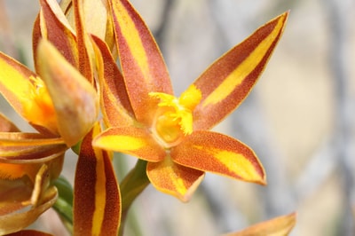 Sun Orchid