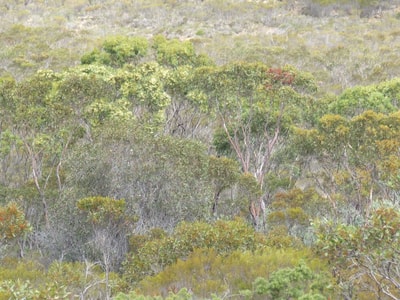 Chingarrup woodlands.