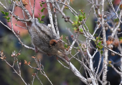 Honey Possum.