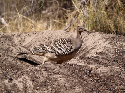 Mallee Fowl.