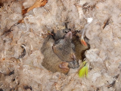 Red-tailed Phascogales huddled in nest box full of feathers.