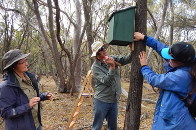 Installing a nest box in a tree.