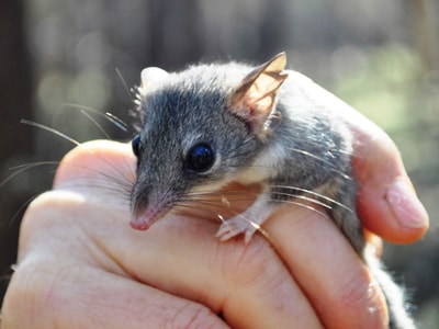 Red-tailed Pascogale at Kojonup WA. Photo Jeroen van Veen