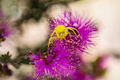 Yellow spider on wildflowers on Kojonup Reserve. Photo Nic Duncan