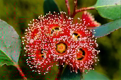 Wildflower at red Moort. Photo Jiri Lochman