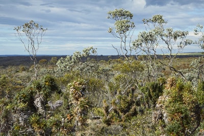 Landscape at Yarraweyah Falls.