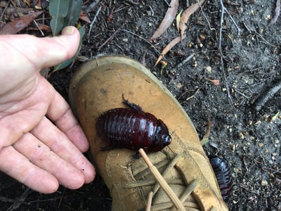 A Giant Burrowing Cockroach on a shoe.