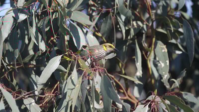 Yellow-plumed Honeyeater.