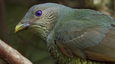 Close up of a bowerbird.