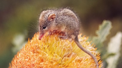 A Honey Possum on a yellow banksia flower.