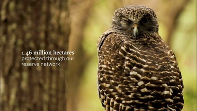 1.46 million hectares protected through our reserve network. Image of an owl.