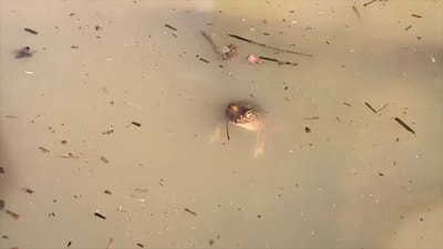 Frogs floating in muddy water.