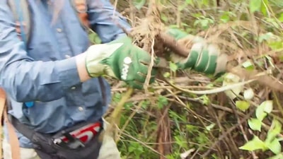 Gloved hands pulling out Siam weed.