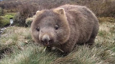 Close up of a Common Wombat.