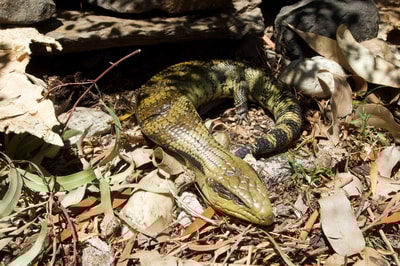 A Blue-tongue Lizard.
