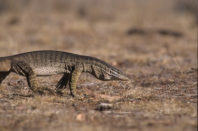 A Sand Goanna at Carnarvon Reserve.
