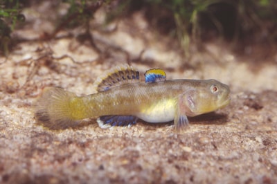 Goby basket store