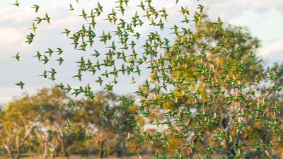 Flock of Budgerigars.