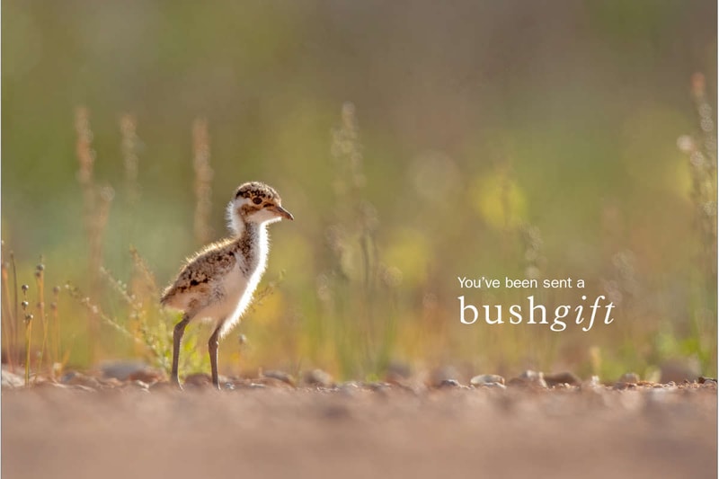 Banded Lapwing 6x4
