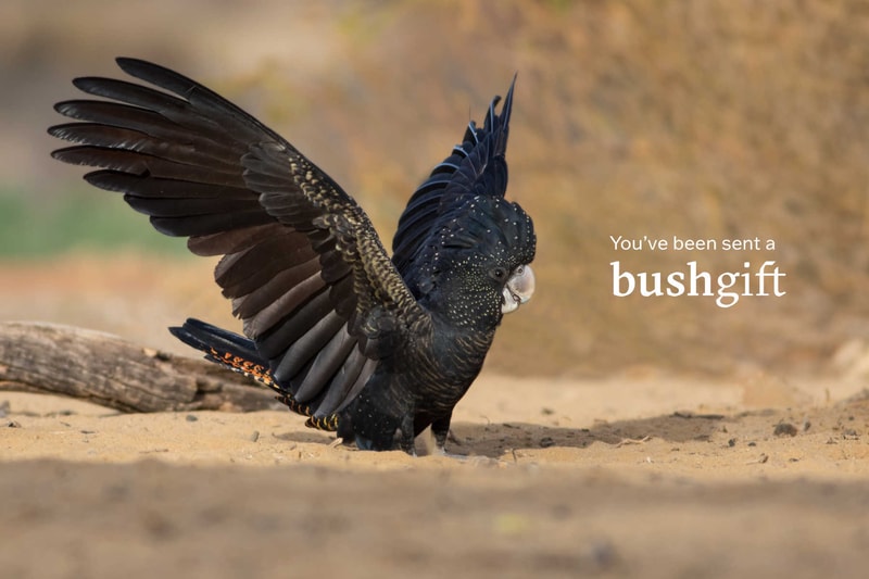 Bushgifts Black Cockatoo