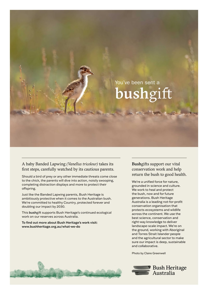 23 Banded Lapwing PDF