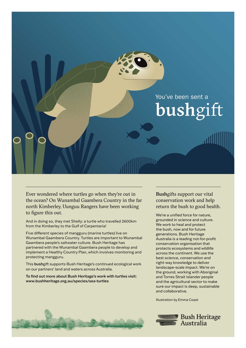 23 Sea Turtle PDF cert