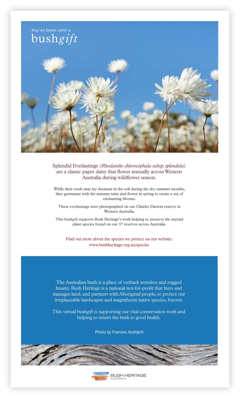 Everlastings card pdf