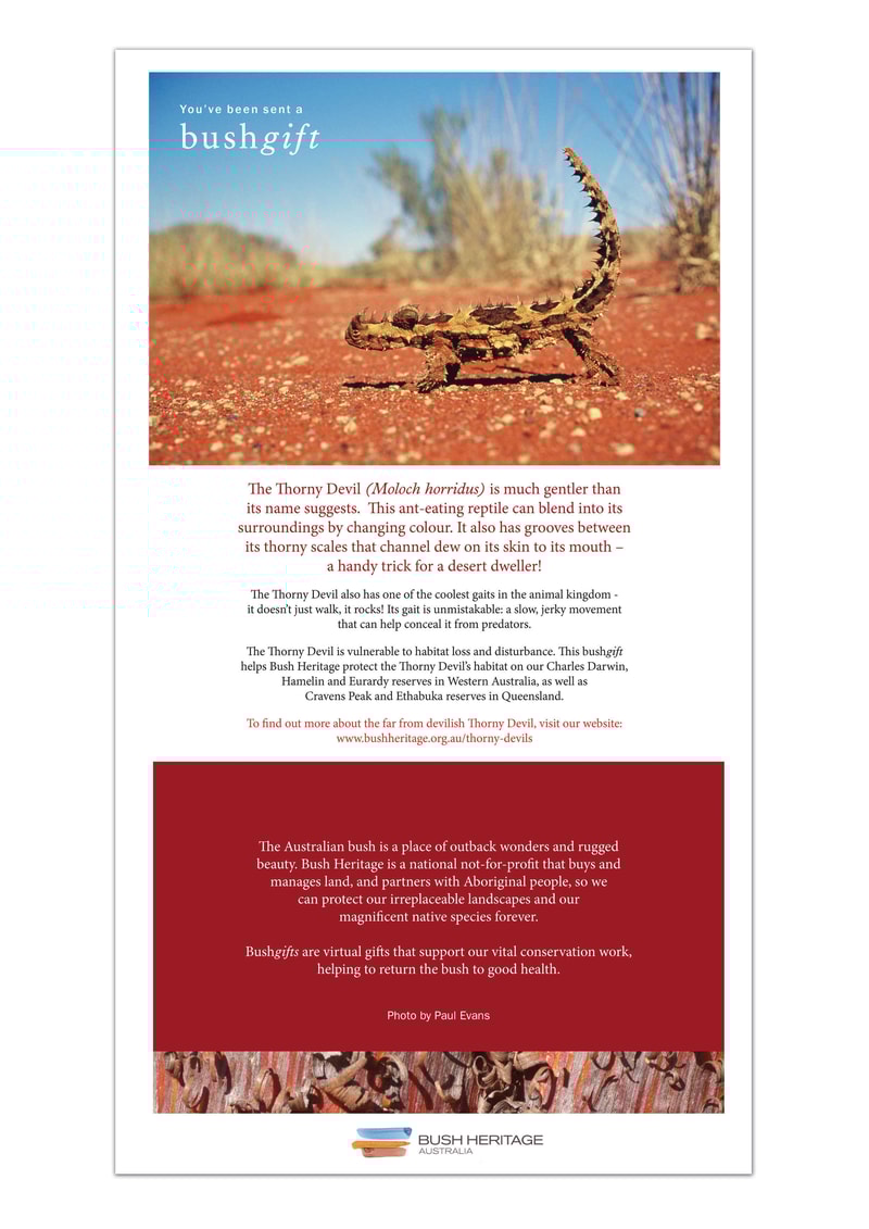 Thorny devil pdf