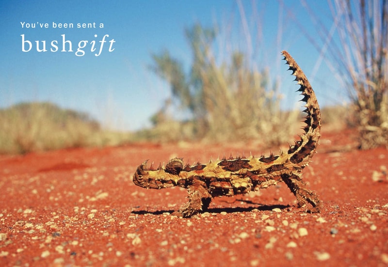 Thorny devil 1600