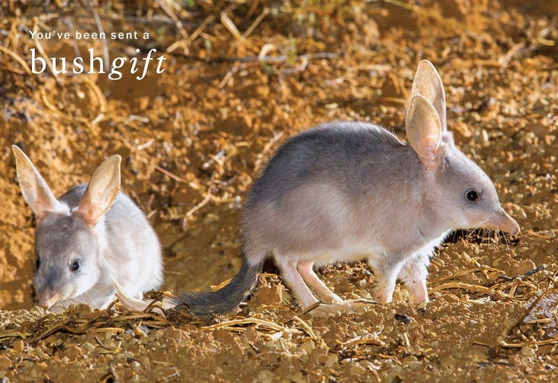 Bilby og image