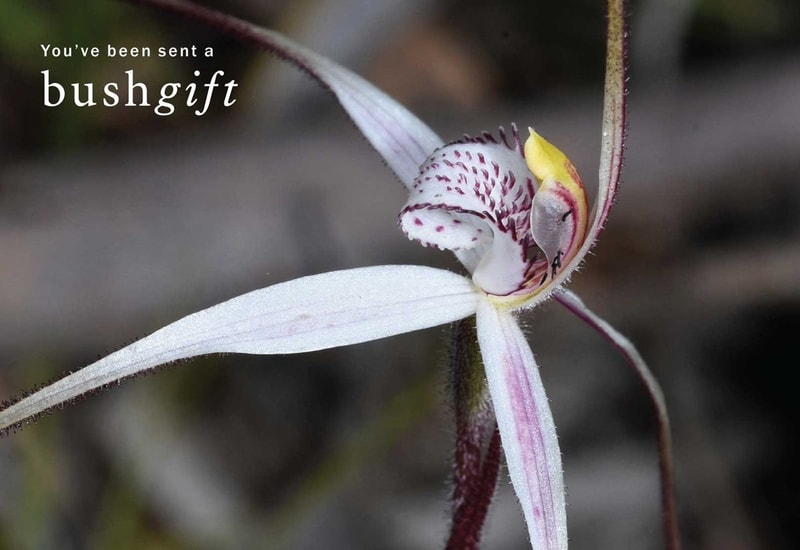 Red-Cross Spider Orchid Gift Card.