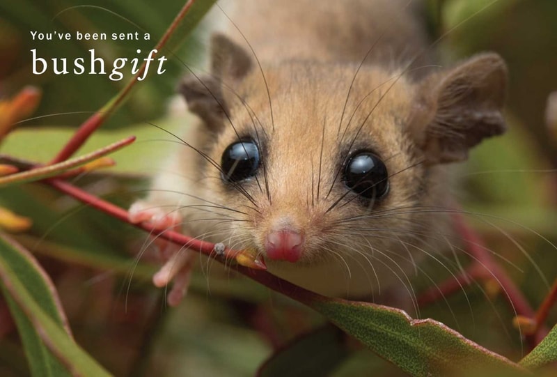 Pygmy Possum Gift Card.