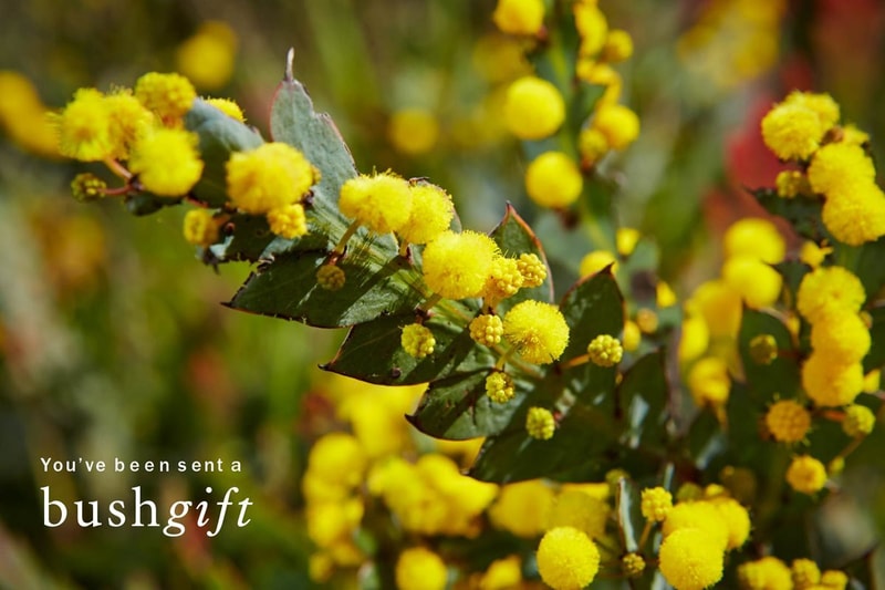Flowering Wattle Gift Card.
