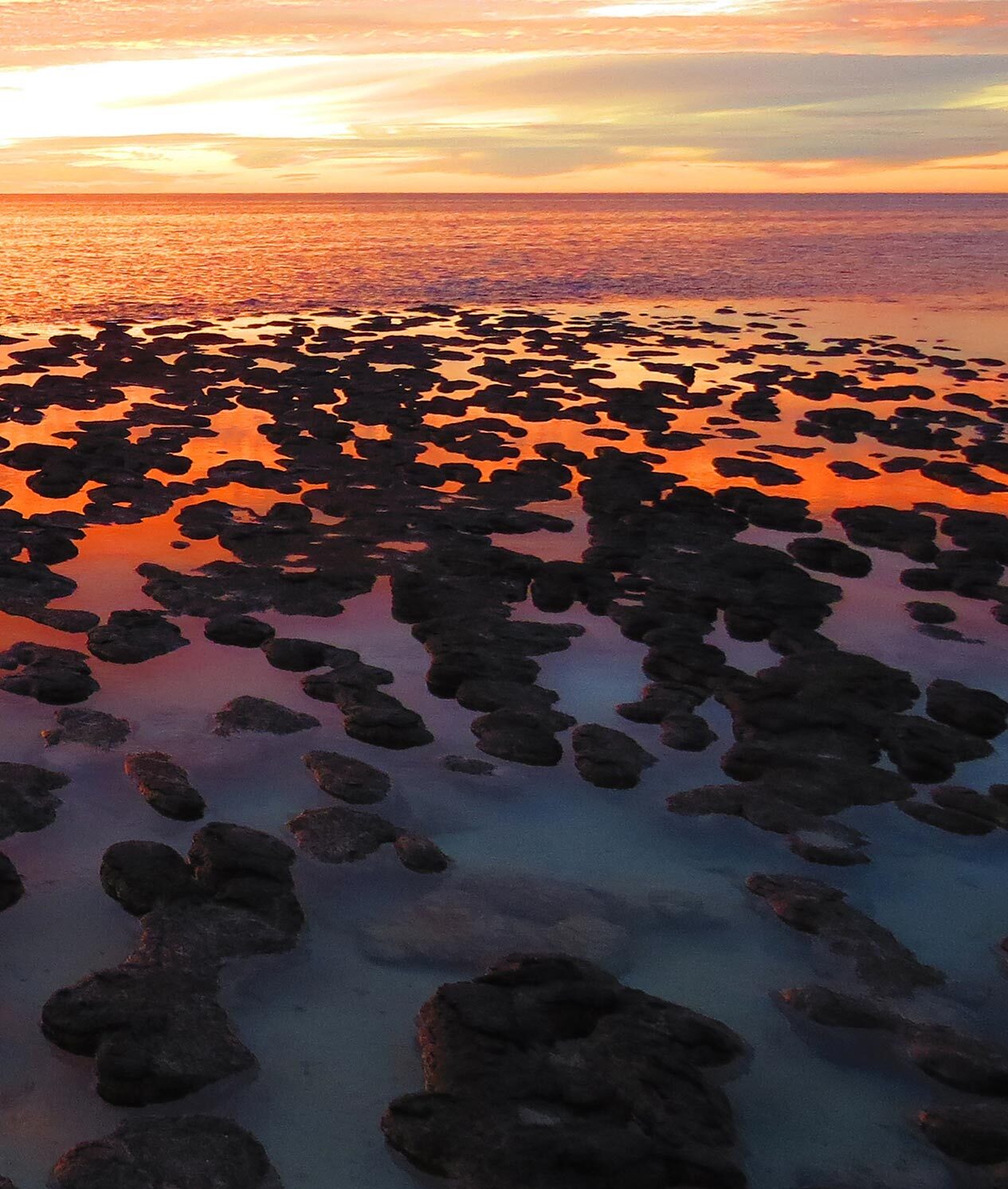 Stromatolites of Hamelin Pool at sunset.