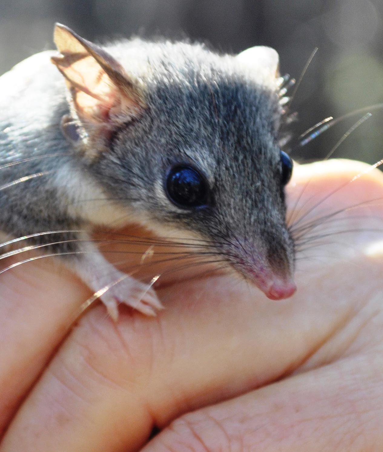 Red-tailed Phascogale.