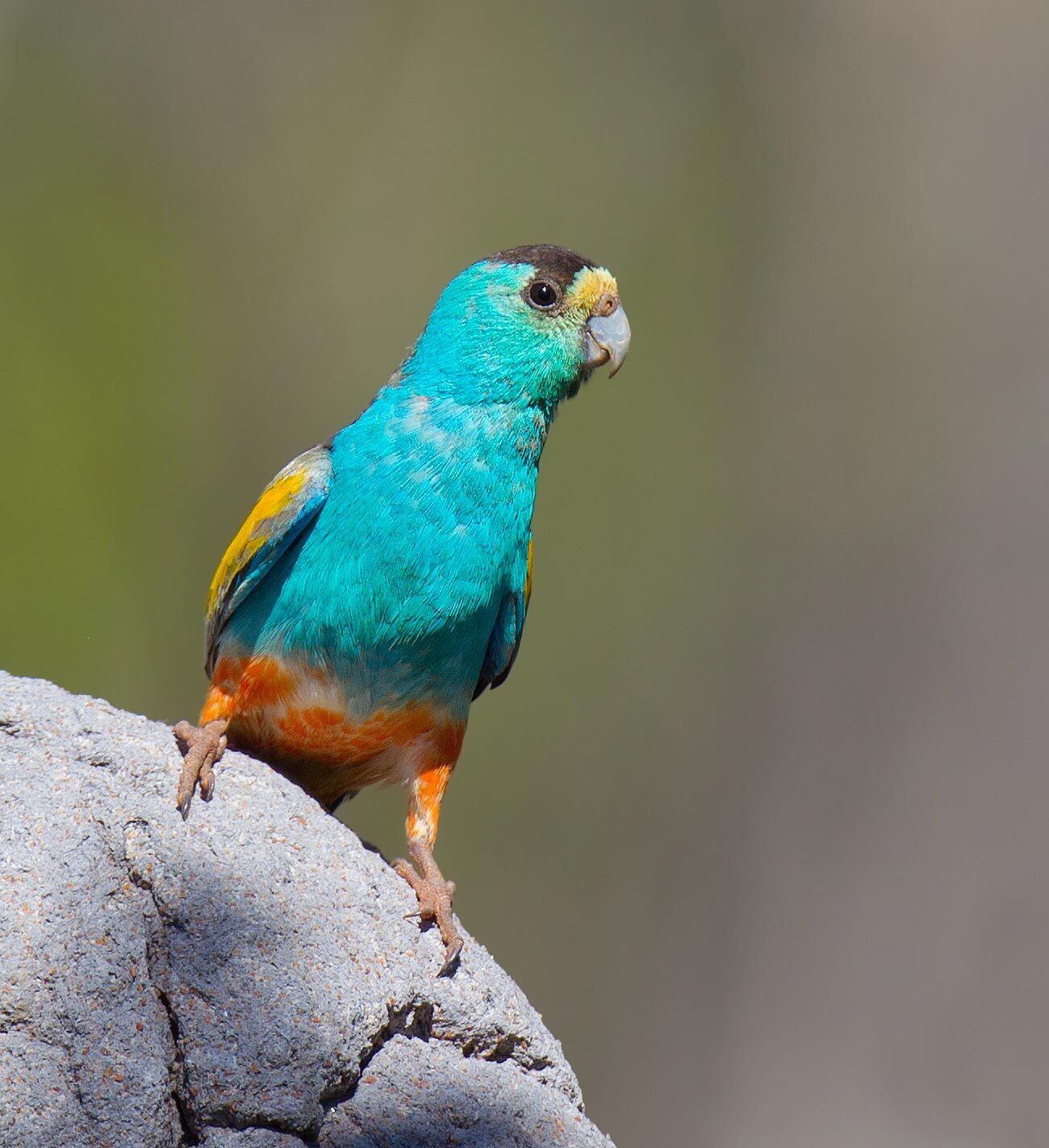 Golden-shouldered Parrot.
