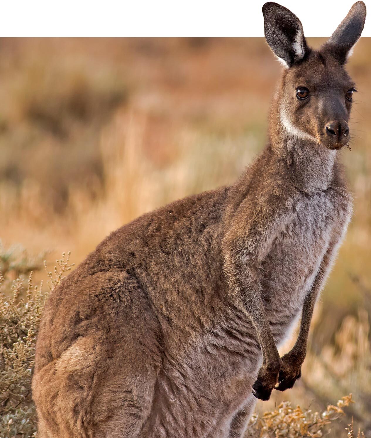 Western Grey Kangaroo.