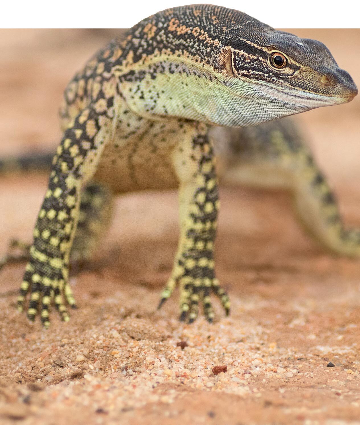 Sand Goanna at Charles Darwin Reserve.