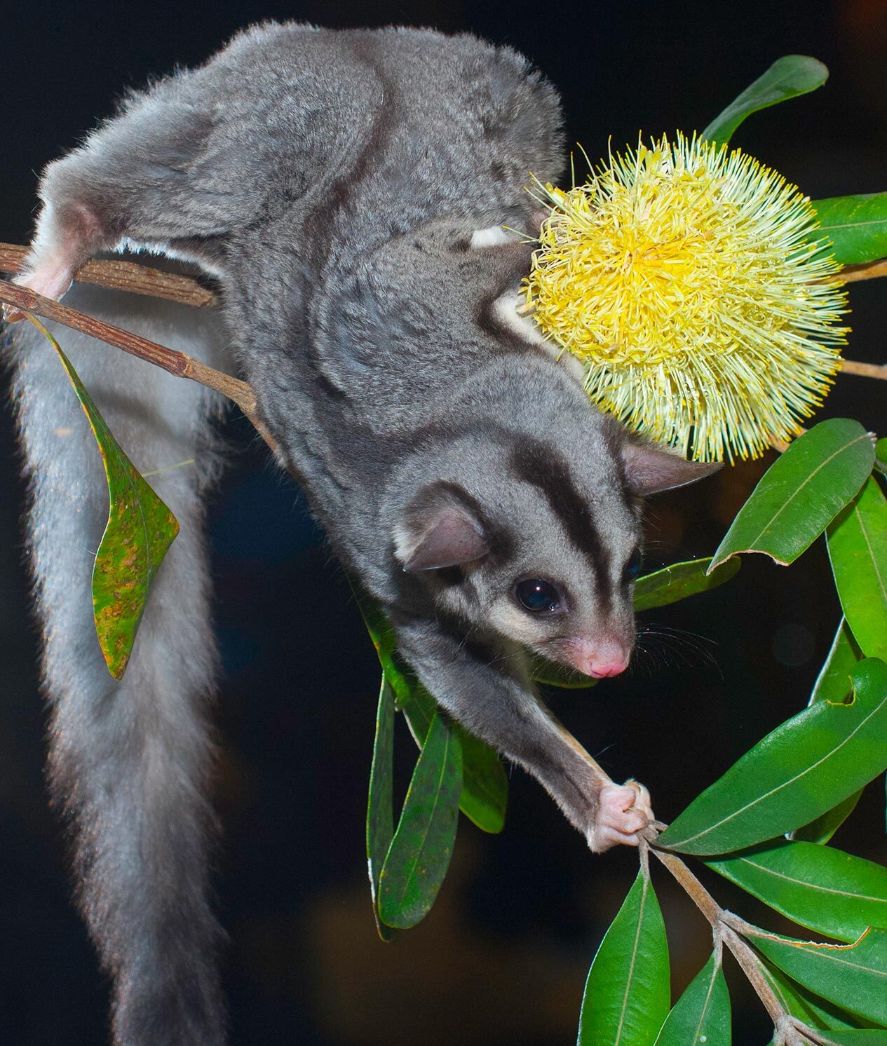 Sugar Glider reaching along a branch next to a eucalypt flower.