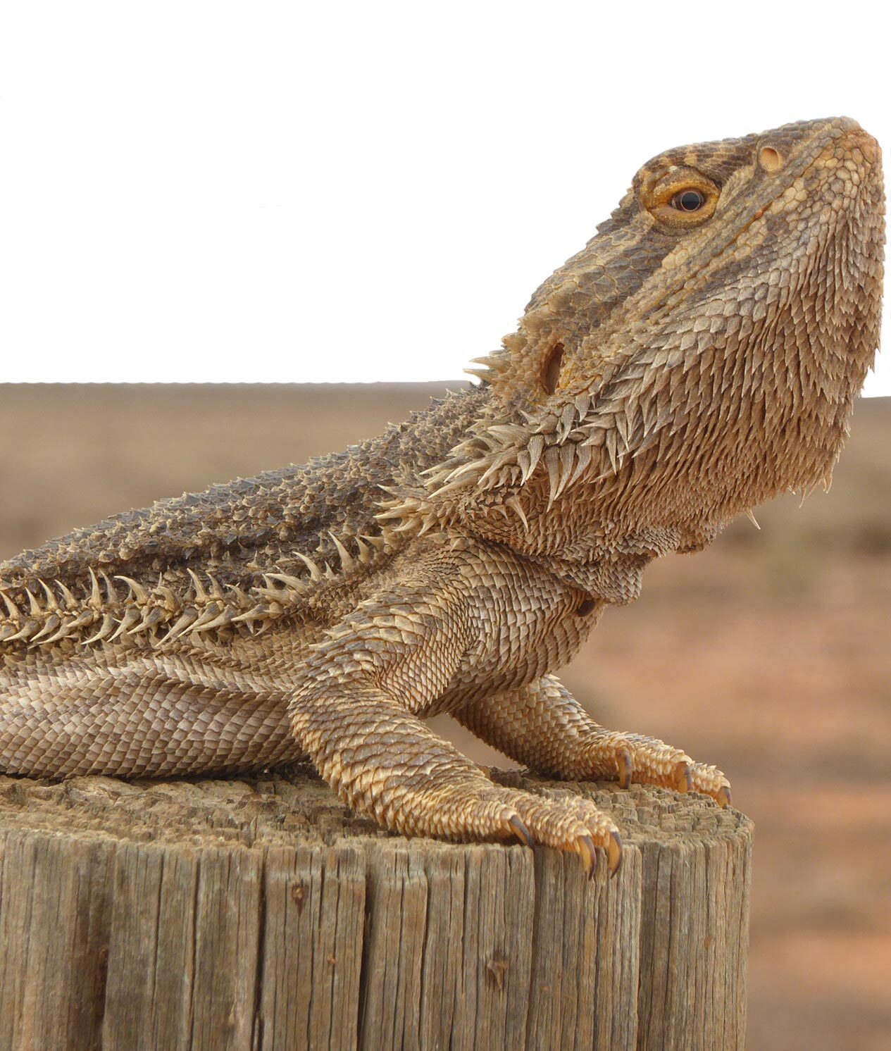 Bearded Dragon on a fence post.