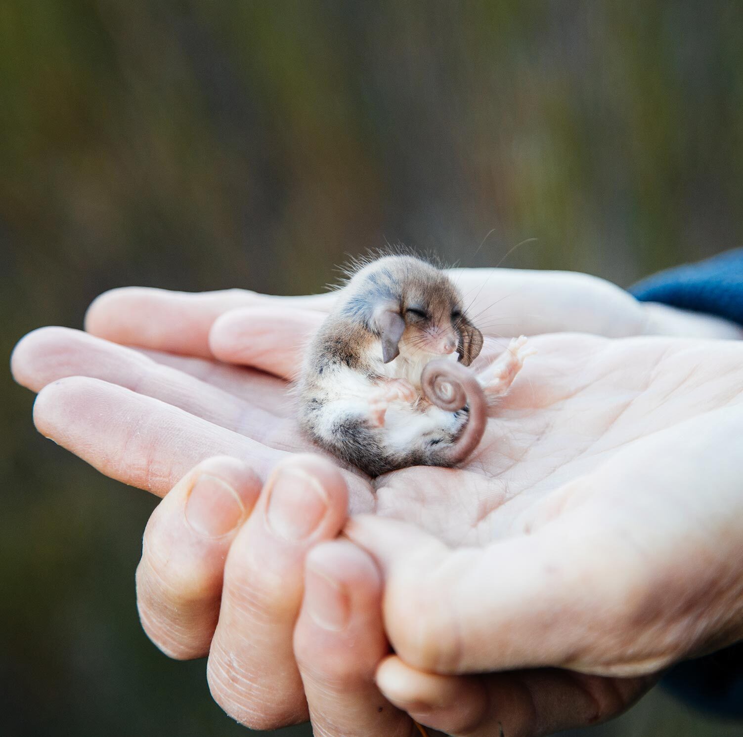 A Pygmy Possum in hand.